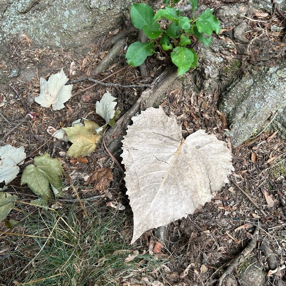 Meet your Posher, Lisa - Picture 1 of 1